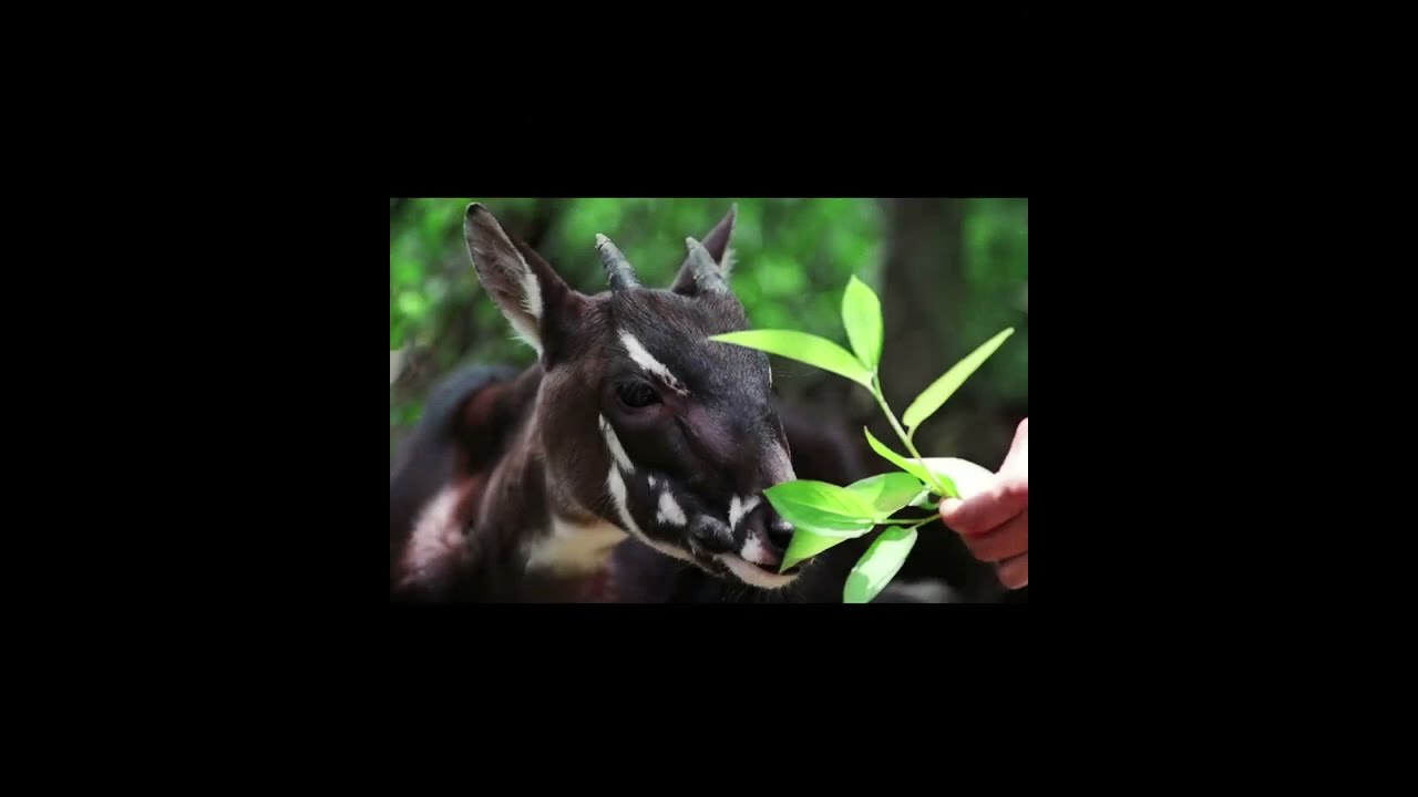 The Elusive Saola: Part 2: The story of saola