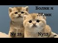 😻Болик и Лёлик: редкие британские котята😻