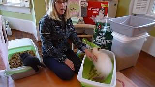 The Easiest, Most Inexpensive, Natural Litter Box System