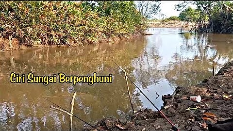 Mancing Sembilang Di Sungai Alam Kecil Malah Gacor