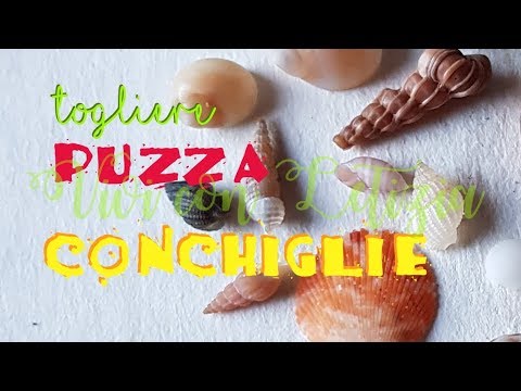 Come TOGLIERE PUZZA alle CONCHIGLIE