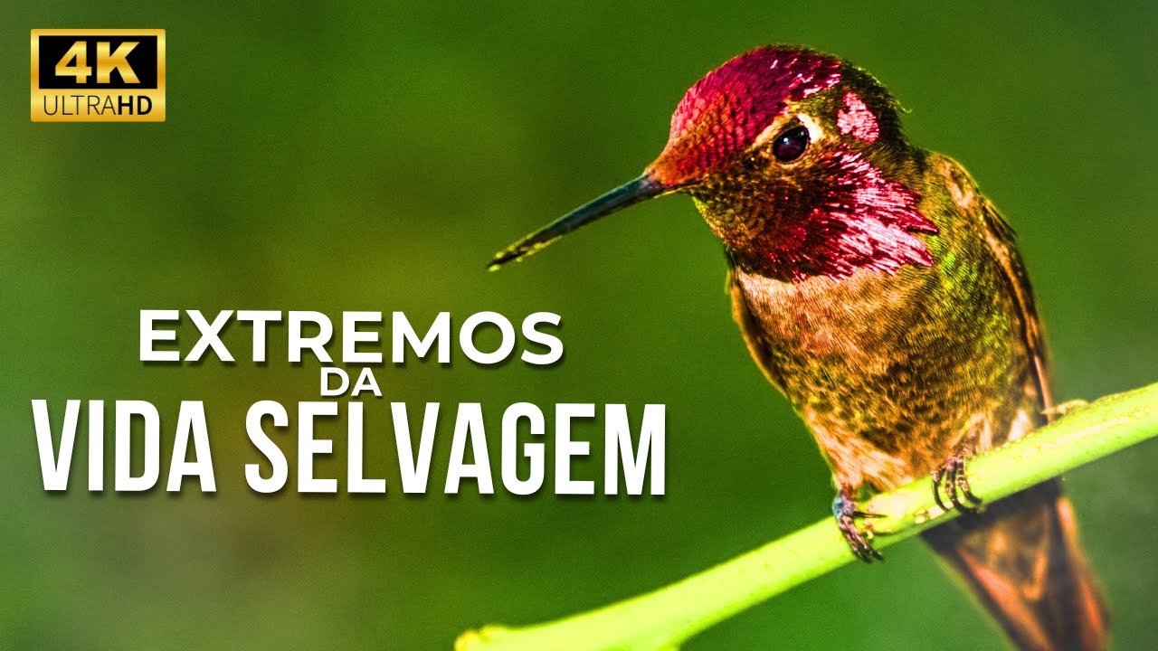 CEU E CHÃO | Animais nos Extremos da Natureza | Documentário ANIMAL 4K