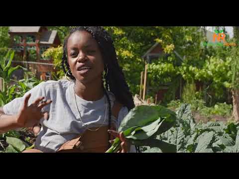 Nurturing Roots : Harvesting Kale
