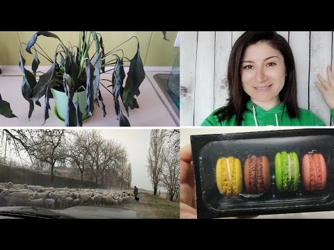 Video: Oksana Samoilova ha mostrato le conseguenze di un uragano che ha distrutto il suo cortile e causato danni per 2 milioni di rubli