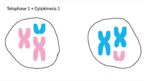 Genetic Recombination - Why do Siblings Look Different?