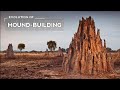 How termites evolved to build massive mounds