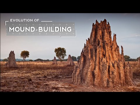 Video: Per kiek laiko termitai pastato piliakalnį?
