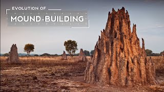 Как термиты научились строить огромные курганы