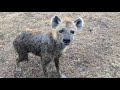 Curious hyenas sniffing the vehicle