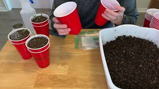 Transplanting pepper seed sprouts and seedlings into double cups (double cup method)