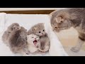 A cute kitten who got frustrated without being taken care of by the mother cat