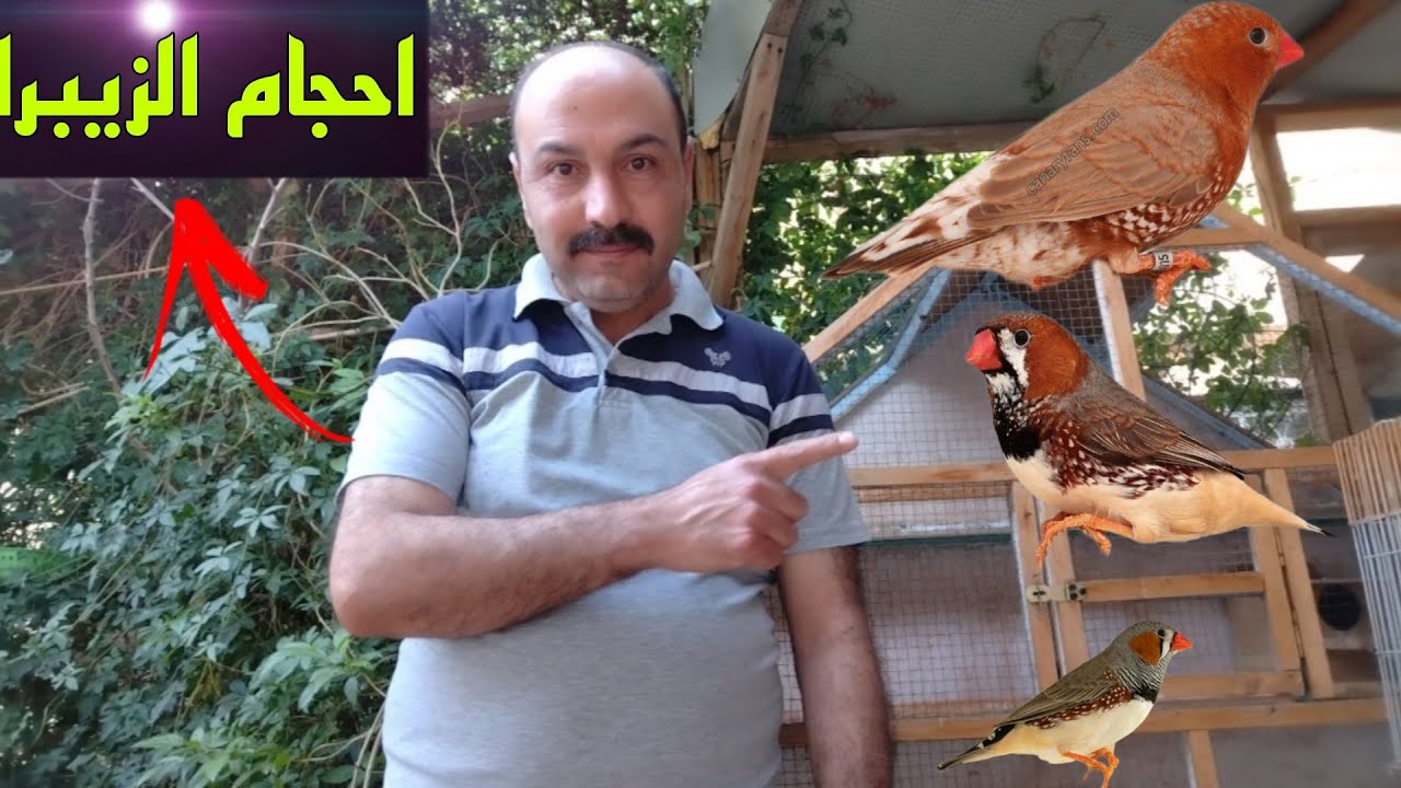احجام طيور الزيبرا فنش 🌹 وصلنة نهاية الموسم وعزل بعض اناث الطيور