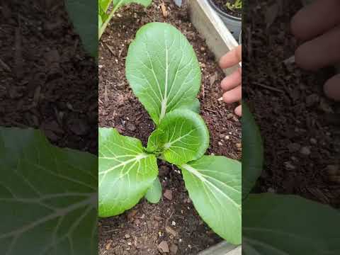 Vídeo: Colheita de Bok Choy: Como e quando escolher Bok Choy