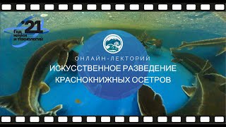 Разведение краснокнижных осетров_ЮНЦ РАН