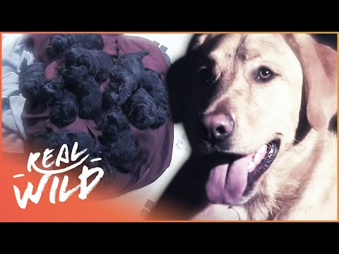 Hero Dog Saves Her 12 Puppies From Drowning | Pet Heroes documentary thumbnail