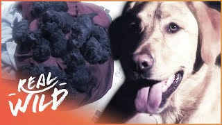 HERO DOG SAVES HER 12 PUPPIES FROM DROWNING