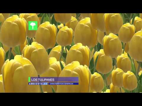 Video: Tulipanes Amarillos