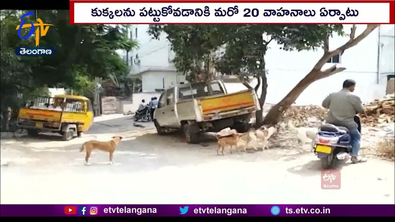 GHMC Mayor Gadwal Vijayalakshmi Hold Review Meet On Stray Dogs Control