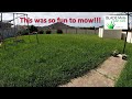 Cute German Shepherd and SATISFYING TALL GRASS MOWING video - March 2021