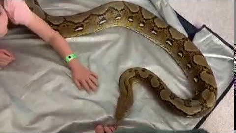 6 year old calming down 15ft Reticulated Python with ease
