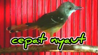 suara pancingan ciblek paling cepat nyaut| suara burung.