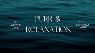 Real Cat Purring for Sleep 😴 1 Hour of Miley's Purr | Calm, Relaxation & Insomnia Relief