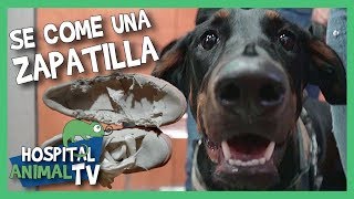 ¡Perro se come un zapato! 👞 | Hospital Animal TV