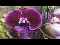 ШИКАРНАЯ  уценка орхидей в магазине Росток