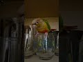 Naya wants a drink, pineapple green cheek conure, 10 months old