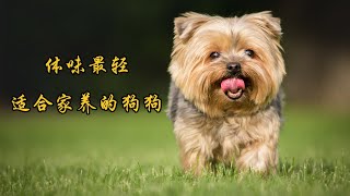 “不掉毛，體味輕”的7種狗狗，最適合家養！看看你家有嗎？