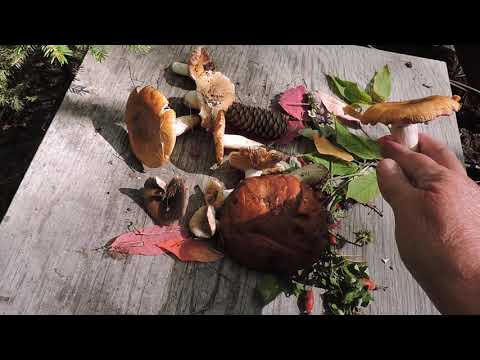 "Как быстро растут грибы."