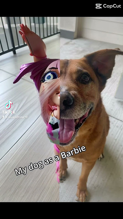 My dog as a Barbie… these are getting ridiculous 😂 #barbie #barbiefilter #shorts
