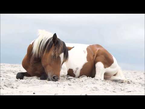 Video: Chincoteague жапайы пониси - Assateague Island Ponies - Daily Vet