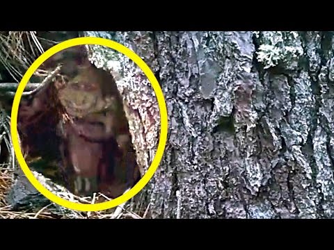 Video: Rāpojošs Goblins Noķerts Kamerā Argentīnā? - Alternatīvs Skats