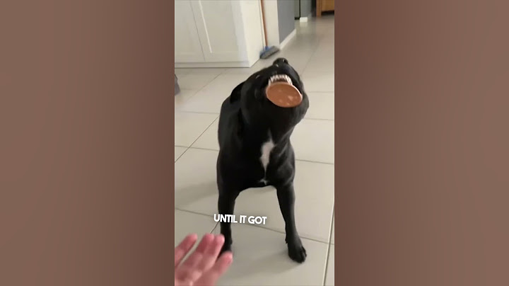 This dog’s reaction to this fail is hilarious 😂