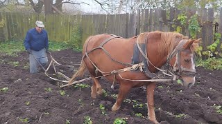 ЛОШАДИ🐎ПАШЕМ ОГОРОД НА КОБЫЛЕ РОЗЕ💪🐴