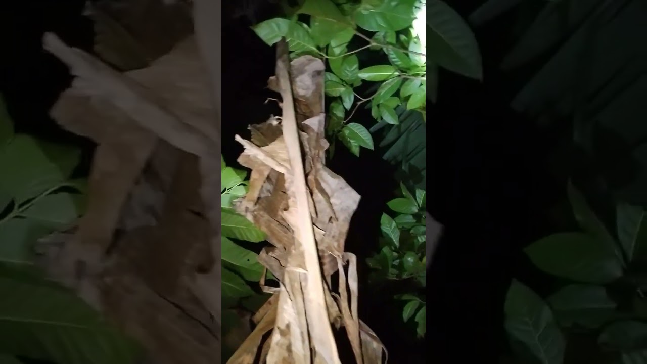 Pinasok natin Ang gubat kakatakot my Nakita Tayo loob .