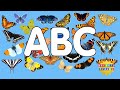 Butterfly ABC | Alphabet of Butterflies | NurseryTracks