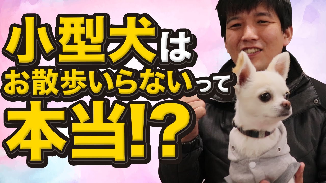 小型犬はお散歩いらないって本当 Youtube