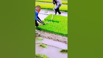 The process of harvesting seedlings = Good tools can improve efficiency.