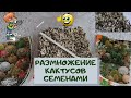 Размножение кактусов семенами в домашних условиях легко и просто. Моё пособие для начинающих