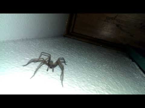 Video: Er en kjelleredderkopp en edderkopp?