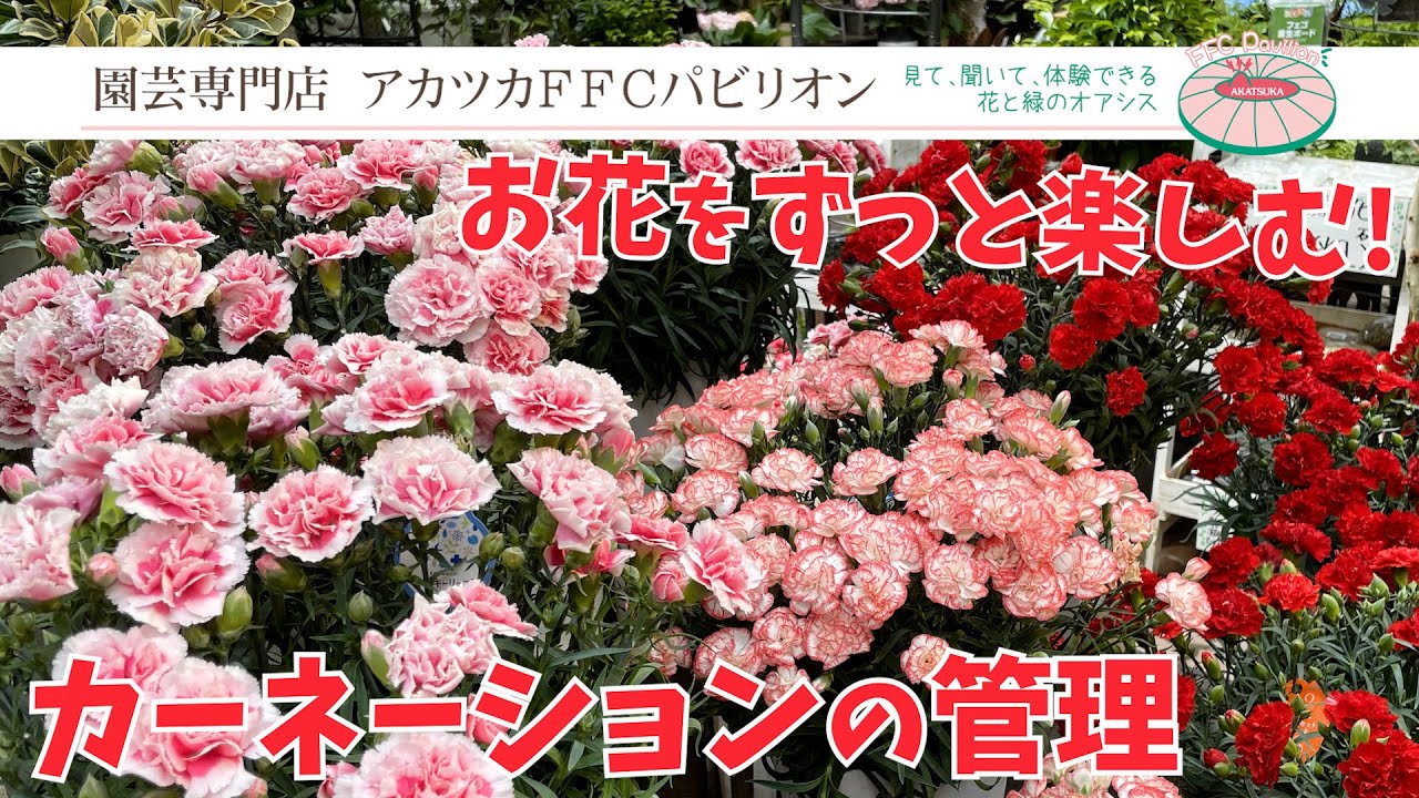 Enjoy Your Flowers Longer! How to Care for Carnations [Akatsuka