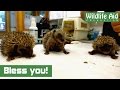 Cute baby hedgehogs sneezing