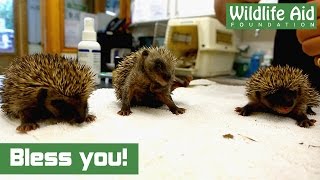 Cute baby hedgehogs sneezing