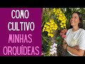 ORQUÍDEAS: Como cultivo minhas orquídeas plantadas em árvore, tronco morto e vaso