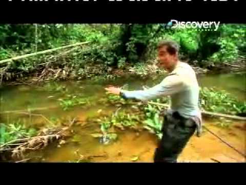 Man vs Wild hunting  Fishing Piranha  YouTube
