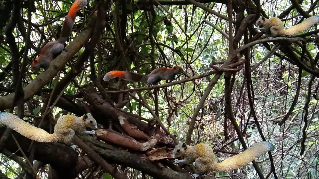 ยิงกระรอกกินมันต้นในป่า ep129