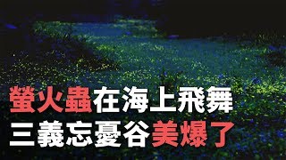 螢火蟲在海上飛舞三義忘憂谷美爆了 央廣新聞 Youtube