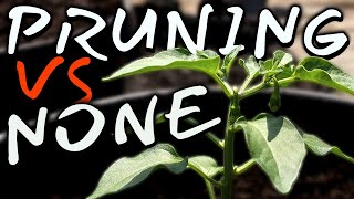 What If I Dont Prune Pepper Plants? Setting Up the Test